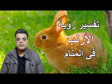 تفسير رؤية الأرنب فى المنام