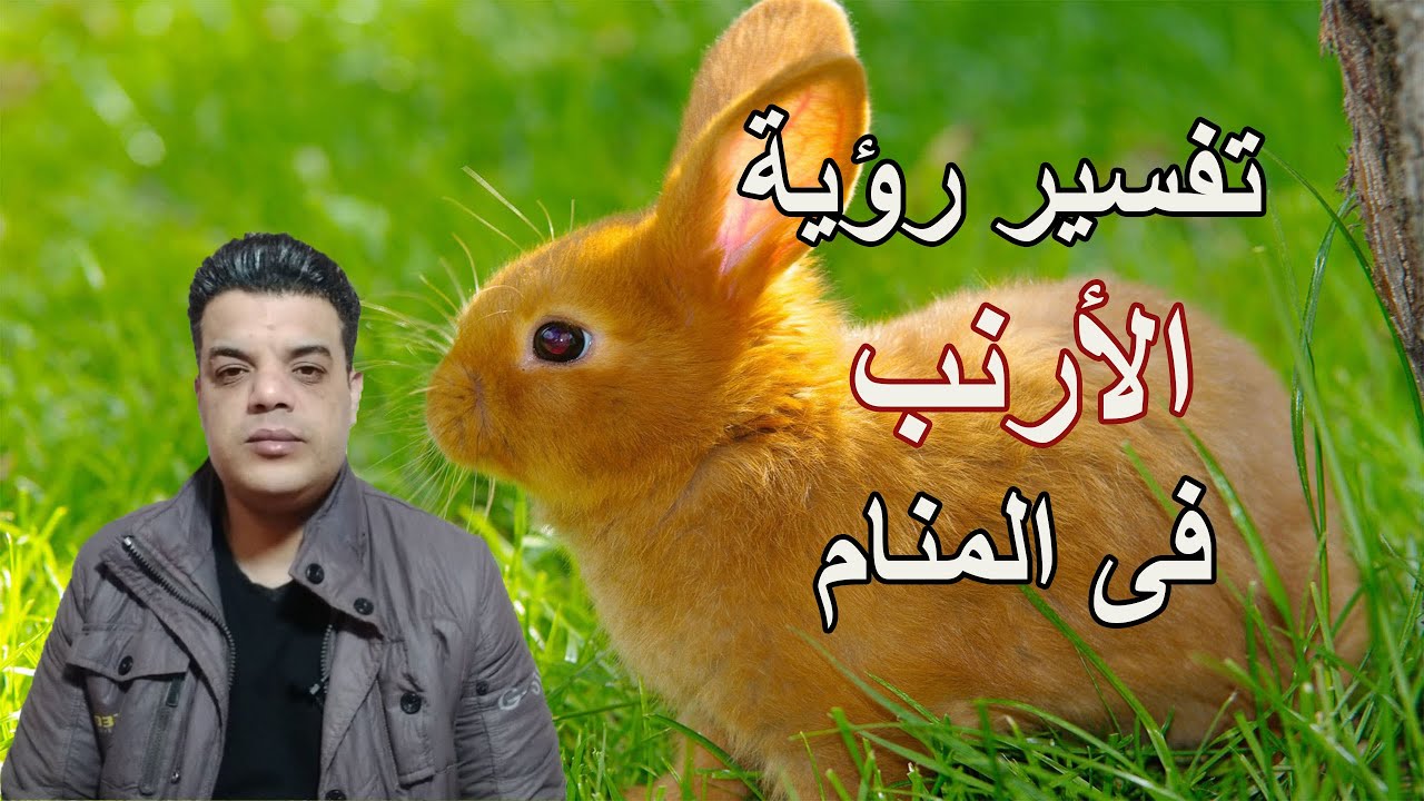 تفسير رؤية الأرنب فى المنام