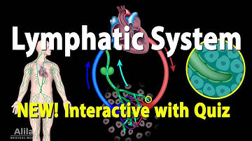 The Lymphatic System - INTERACTIVE Video with Quiz.