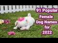 Popular Female Dog Names for 2022| Trending Pet Names for Your Girl Dogs
