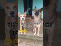 तुम डोनो को गिरफ़्टर किया जाता है 👫 Cute german dog chiku and Lucky #comedy #funny #germanshepheard