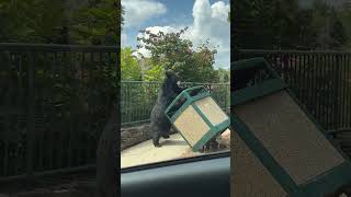 Hungry Black Bear Caught Bin Diving 🐻