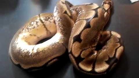 The Spider Ball Python - Benjamin