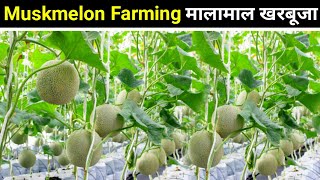 Muskmelon farming | खरबूजा की खेती |How to grow Muskmelon| Full Vedio | kharbuje ki kheti kaise kare