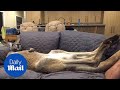 Lazy kangaroo loves lounging around on family sofa