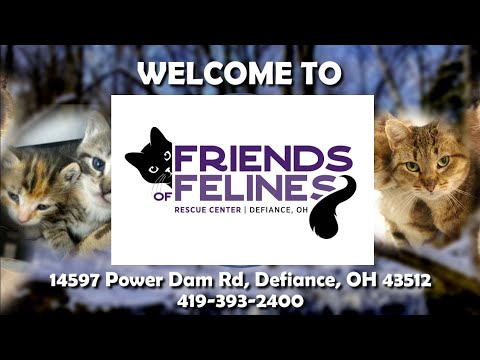 The Rescue has multiple camera streams. On this one, you can chat with the staff live as it is the main camera. Make a chat name and come in and chat. Interact and learn more about cats. No cat question is too silly.

Second camera, the Kabana Cam, is at:
https://www.youtube.com/c/FOFRescueCenter

Our Web page is
https://www.fofrescue.org/
Please visit it and read our code of conduct for the chat.

Our BLOG page is
https://fofrescue.blogspot.com/
All content is copyright protected © FFRC Defiance Ohio 2018

Friends of Felines’ Rescue Center
14597 Power Dam Road
Defiance, Ohio 43512
419-393-2400
fofrescue@gmail.com

We are G rated as we stream to schools and a children’s hospital. Come in and see the cats LIVE

LIVE CHAT CODE OF CONDUCT

Here are a few common sense guidelines to make everyone’s experience more enjoyable.

This is a fully moderated chat that is strictly G rated for the benefit of children and adult members. We want you to feel welcome to chat while remembering that posting is a privilege, not a right.

Potential adopters, visitors, and volunteers in the Rescue Center can see the cam view and chat on a monitor just as you are seeing them, so your chat should be as polite and respectful of them as it is to fellow posters.

• If you see something on chat that is inappropriate or if you view actions by a visitor that are inappropriate, bring it to the attention of a moderator (mod). Do not post any negative comments on the chat about what you read or see. If the mod feels a phone call to the Rescue Center is needed, the mod will make that phone call. Let the mods do their job. Please respect the mods who are volunteering here. They are here to make sure all viewers have a good experience. Mods will delete inappropriate posts and ban chat abusers as they deem necessary.
• Please do not use CAPITAL letters except for abbreviations. This is considered yelling and not very respectful. Your comment(s) may be removed. Also, links are not allowed on YouTube chat except by mods.
• Use of language that is deemed inappropriate, including inappropriate words with characters replacing letters, will be removed. Do not use profanity, personal insults, or other inappropriate comments.
• Continuously posting the same word, phrase, icon, etc., in rapid succession is not permitted. YouTube has rules in effect that limit the number of emoticons you can post to not more than 4 or the bot will remove your post and put you in a 5-second time out. YouTube also limits the number of posts you can make within a certain time frame. While good- natured ribbing from established friends is acceptable when appropriate, behavior that makes other chat members uncomfortable is not acceptable.
• Please keep the negative news of the world, religion, and politics out of our chat room. While we all have our opinions on things, we want to keep our chat neutral and friendly.
• Please realize we are an international group of friends and words you deem suitable may be removed due to cultural meanings. Please do not be offended by this.
• Do not use multiple user names. This is masquerading and the names will be removed. Mods are allowed to have a mod name and a chat-only name.
• Please help protect mods a little! The moderators are human and do make mistakes that may not have been intentional. Please send a polite message to the mod if you feel their action was unfair. It is possible a simple explanation can resolve the issue.

This is a safe and enjoyable site, so let’s protect its environment. Please avoid all comments regarding animal abuse, declawing, alcohol or drugs, religion, and politics or your comment may be removed.

For your safety, don’t post your email address or your Facebook name in chat as they can be viewed by the general public and non-members of FFRC chat. This could result in unwanted e-mails or contacts. As in all internet activities, be conscious of what personal information you post.

Do not solicit donations to private parties or to other organizations. This chat is for Friends of Felines’ Rescue Center only! Please do not make posts in regards to personal need of funds. These types of posts should be put on your own personal FB page.