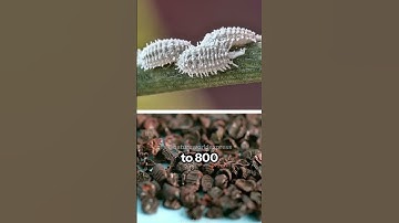The Cochineal Bug | A Tiny Red Wonder