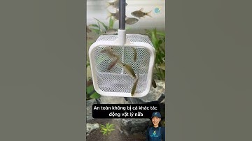 Chăm sóc cho cá trong bể cực dễ dàng với vợt cá 3d cải tiến đa năng #aquarium #youtubeshorts