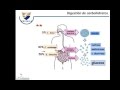 Carbohidratos: Digestion Absorcion y Transporte