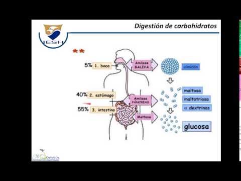 Vídeo: Digestión De Carbohidratos: Absorción, Enzimas, Procesos Y Más