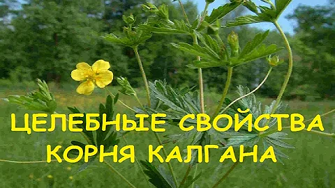 Калган - чудо корень (лапчатка прямостоячая)