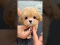 Animals That Are Going To Extinct In 2026 Animals Ytshorts Shorts Animals That Are Going To Extinct In 2026 Animals Ytshorts Shorts