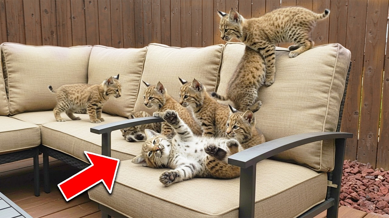 Couple Finds Bobcat Kittens in Backyard, But the Real Shock Came Days Later