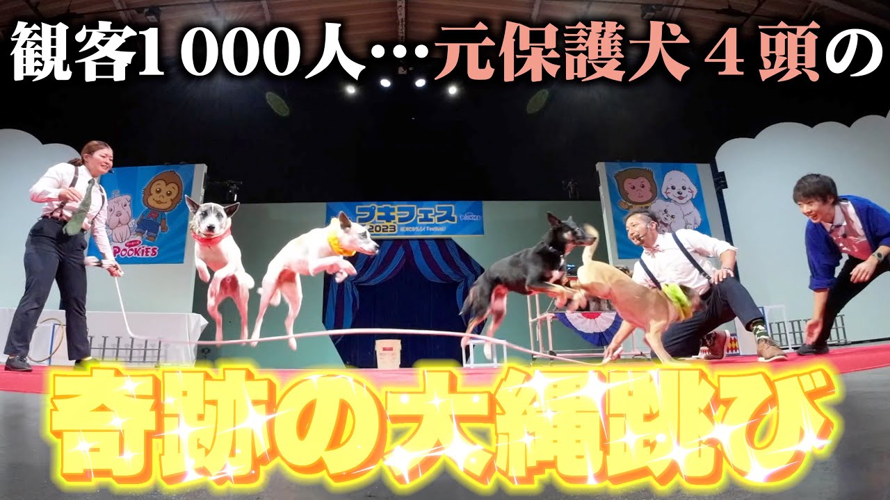 【集大成】元保護犬の兄妹４頭をプロが育てたら1000人の観客の大歓声が待っていました