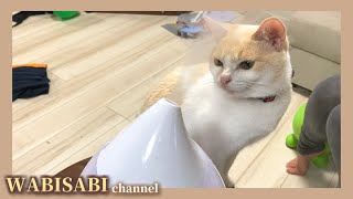 加湿器の蒸気が不思議でしょうがない猫