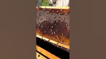 Honey in Beehive Brood Box #shorts