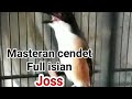 Masteran Cendet Joss Full Isian Prenjak Kenari Dan Pleci Omkicau(.mp3 .mp4) Mp3 - Mp4 Download