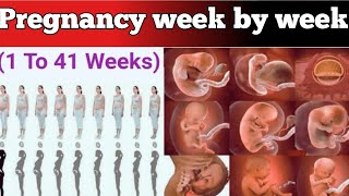 Week by Week Pregnancy || 1 to 41 Weeks Baby Fetal Development