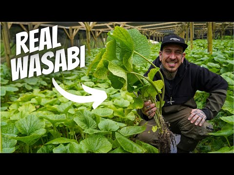 Video: Kas ir vasabi - padomi vasabi dārzeņu sakņu lietošanai