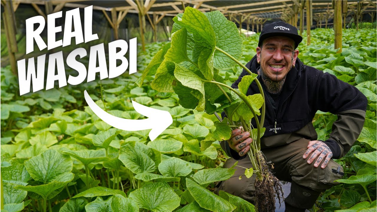 Watch This Before Buying Wasabi YouTube Watch This Before Buying Wasabi YouTube