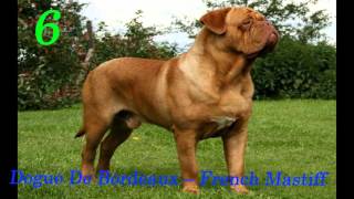 World’s Largest Dog Breeds