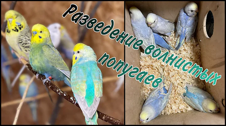 гнездование волнистых попугаев