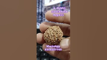 4 Mukhi Rudraksha Nepali #shorts #viral #videos #mahadev #4mukhi #rudraksha #shiv #bhole #original