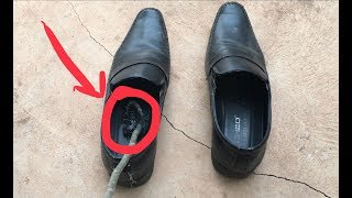 العقرب الأسود في الحذاء | أسوأ العقارب في العالم |