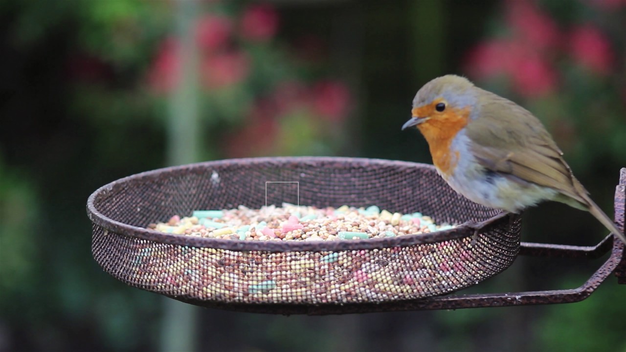Robin Feeding On Ultiva Spring Delight Bird Seed Mix Youtube