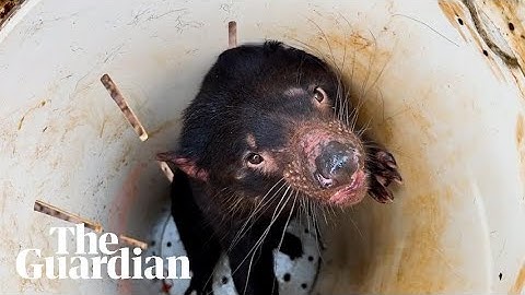 Ten Tasmanian devil joeys discovered during pouch check of endangered marsupials
