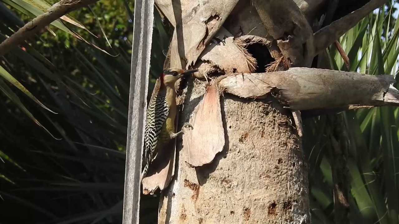 Owl vs Woodpecker Cuba 2017 YouTube