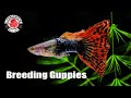 How to Breed Guppies STEP by STEP