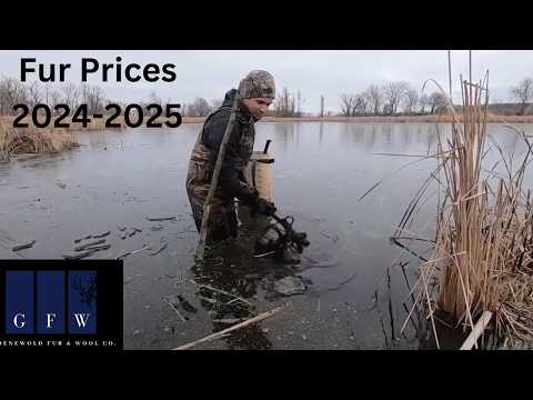 GFW Fur Prices