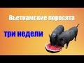 Вьетнамские поросята. Три недели от рождения.