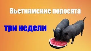 Вьетнамские поросята. Три недели от рождения.