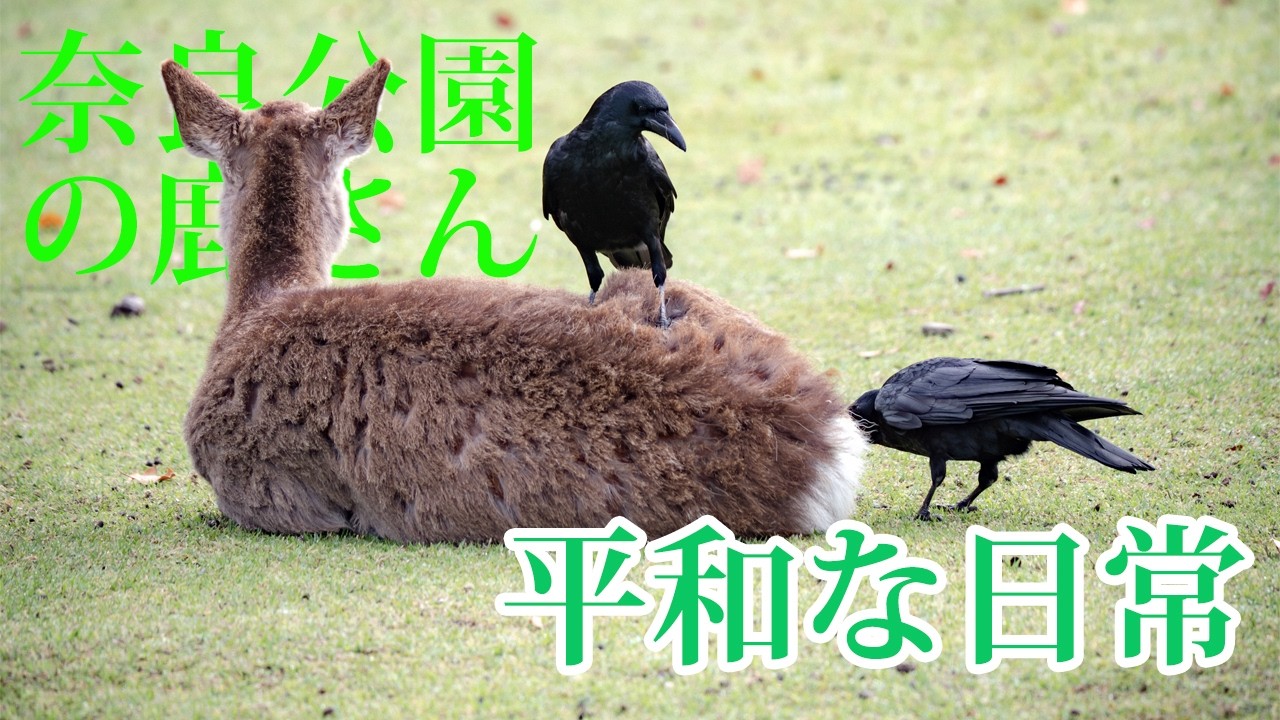 奈良公園 鹿】 カラスとの共存 シカさん達の日常 【Deer in Nara Park