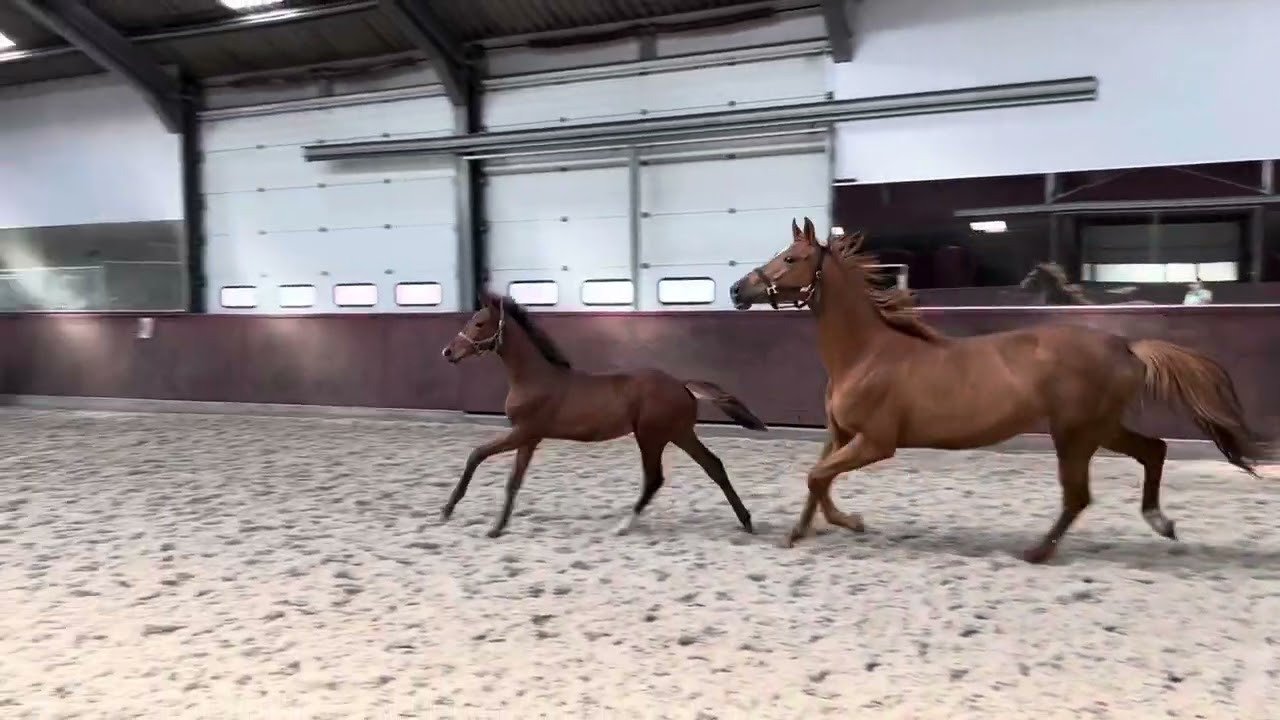 Foal from Franklin x Charmeur