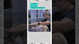 Спа-день СОБАКИ