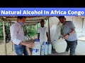 African Palm Juice !! Natural Palm Toddy !! Pointe Noire Congo Africa !! Vlogs