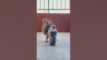 Squirrel is grabbing a walnut from the cup!