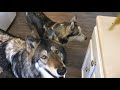 Dog Bite vs Wolf Bite