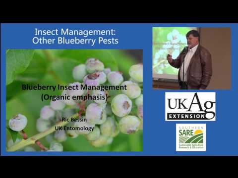 Video: Blueberry Maggot Identification - Managing Blueberry Maggots In The Garden