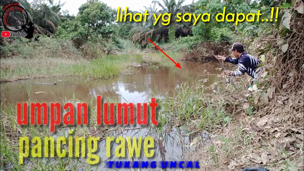 Mancing ikan nila pakai trik pancing rawe..!!! 