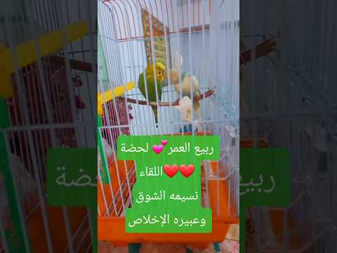 هروب أنثى البادجي دام لأسبوع ما حدث فاجئني بعد رجعت