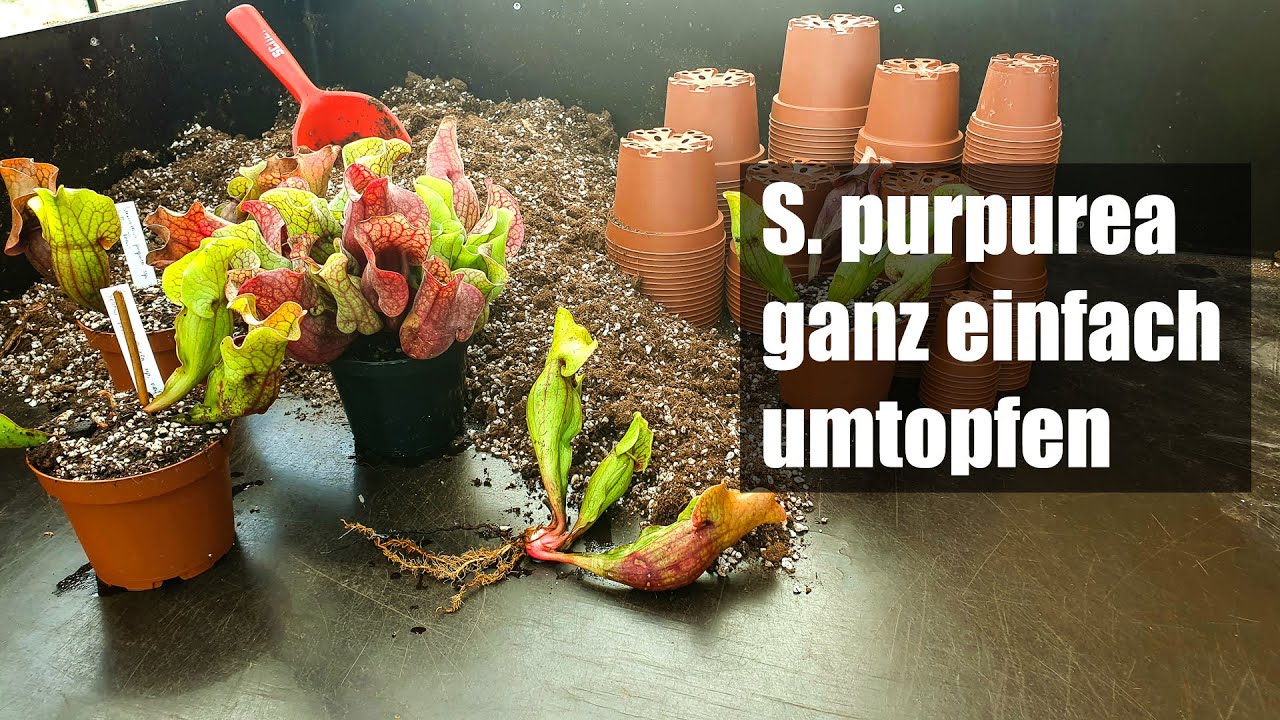 #61 Sarracenia purpurea umtopfen und vermehren, so einfach wird´s gemacht