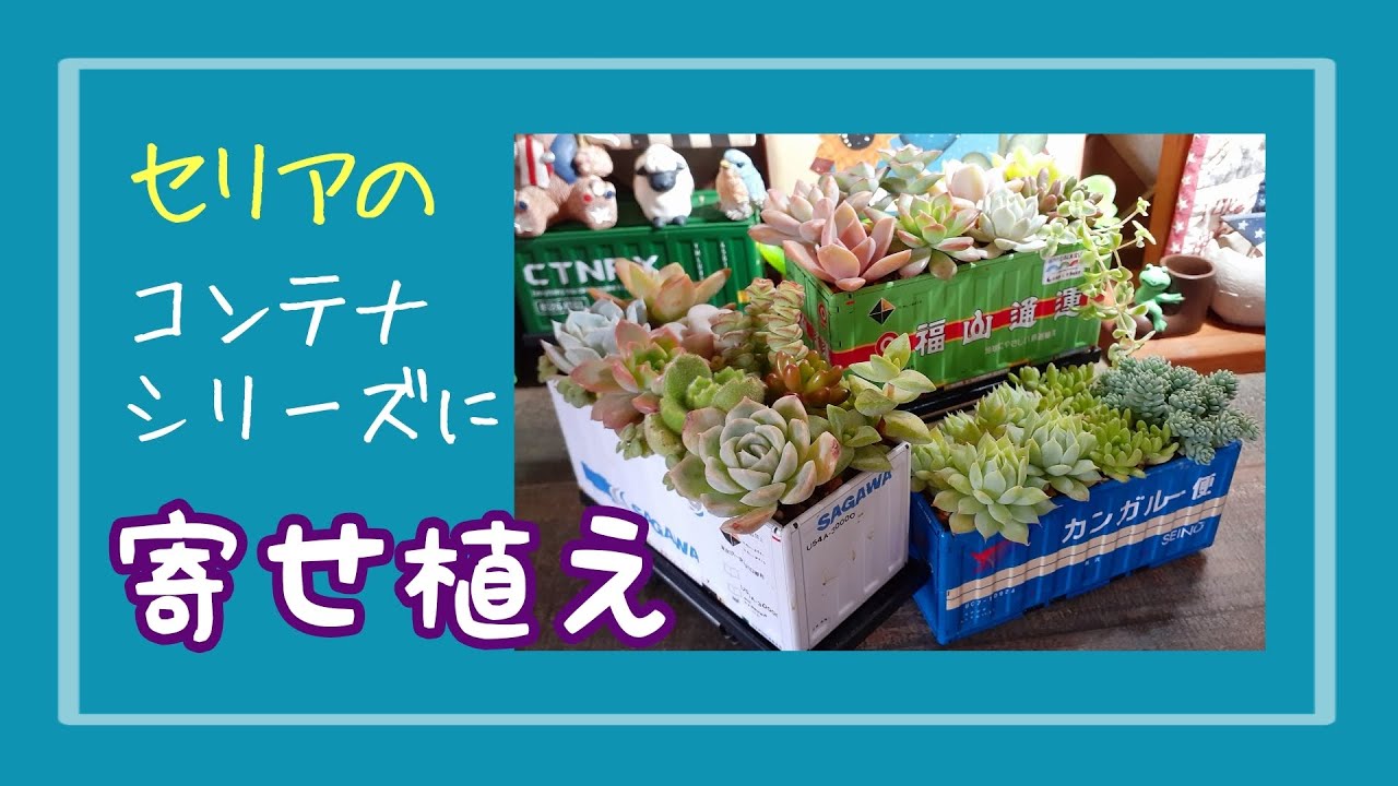 多肉植物 セリアのコンテナシリーズに寄せ植え Youtube 多肉植物 セリアのコンテナシリーズに寄せ植え Youtube
