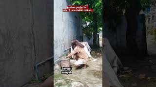 Mencari Makan Di Tempat Sdanah