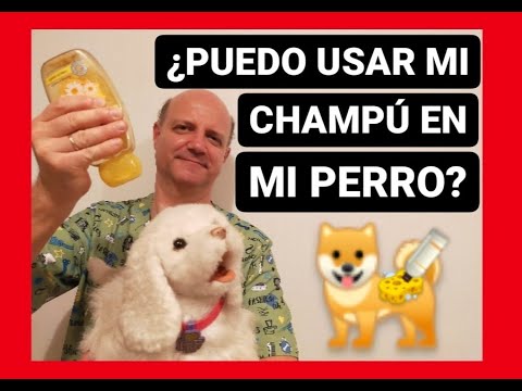 Video: ¿Con qué frecuencia debes lavar tu perro con champú?