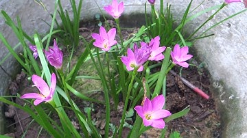 cây phong thủy  - phong thủy cầu tài - cây ngãi nàng mơn gọi khách