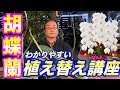 【洋蘭】胡蝶蘭の植え替え講座！2回目を咲かせるために必要なポイントも紹介。植物の育種のコツとポイントをわかりやすくレクチャー！Repotting a phalaenopsis orchid